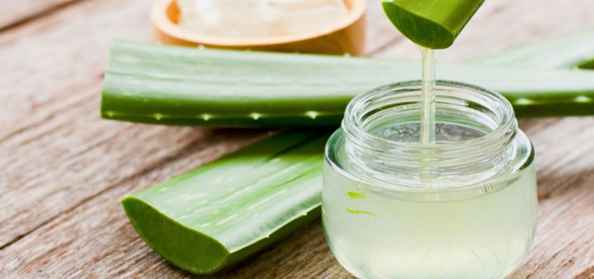 Aloe vera is recognized for its recuperative and soothing properties, making it a trusted remedy for many skin concerns.