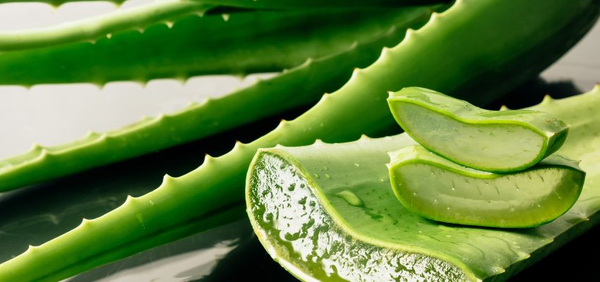 Fresh aloe vera gel applied as part of natural beauty remedies